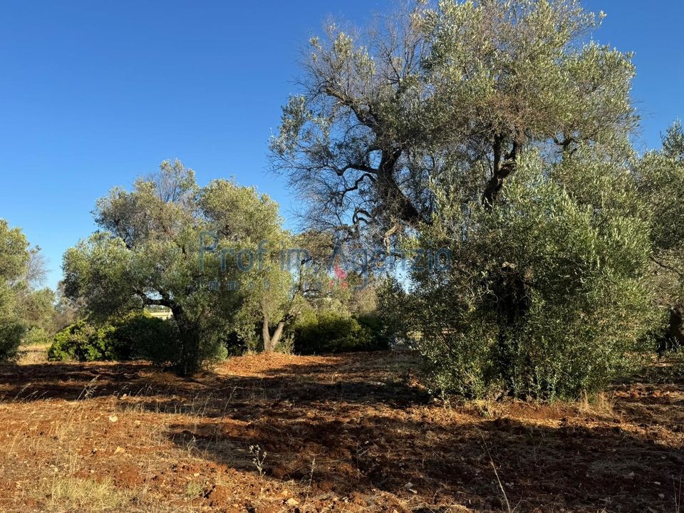 Helårsgrund i Carovigno, Brindisi - foto 3